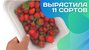 Не поленилась и вырастила 11 сортов!