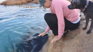 Опасны ли встречи человека со скатом. Meeting man and stingray.