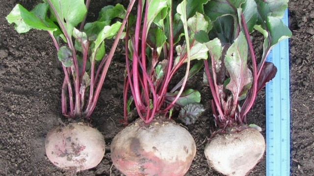 Қызылшаның шипасы мен пайдасы 7 түрлі?. Сақтап алыңыз смотреть онлайн