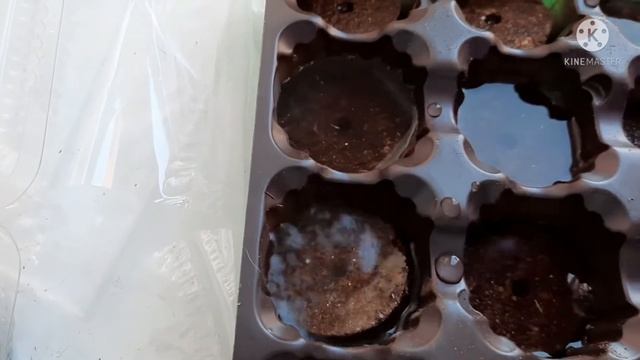 Что с эустомой: взошла или нет? Сажаем петунию игл ред и изи вейв бургунди. смотреть онлайн