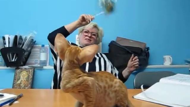 Eastern Family’s Bagration. Ориентальный красный котик смотреть онлайн