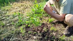 Продаем саженцы жимолости. Итоги обрезки на пенёк и супер закладки.
