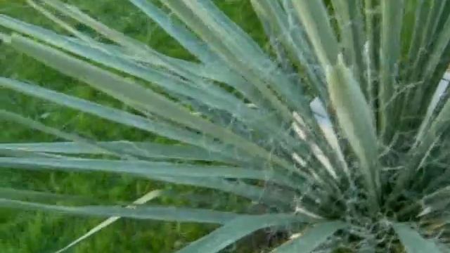 Yucca filamentosa x elata #4 'big Mama' смотреть онлайн