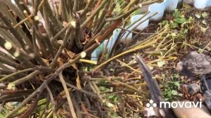 Обрезка ивы плетёной. Зачем обрезать её в зиму✂️