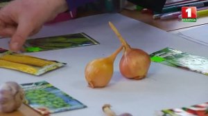 смешанные посадки: пример на одной грядке