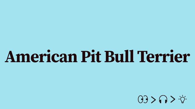 American Pit Bull Terrier Pronunciation and Meaning смотреть онлайн