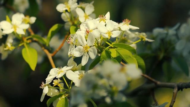 Красивая ветка груши цветет | Футажи красивая природа [FullHD] смотреть онлайн
