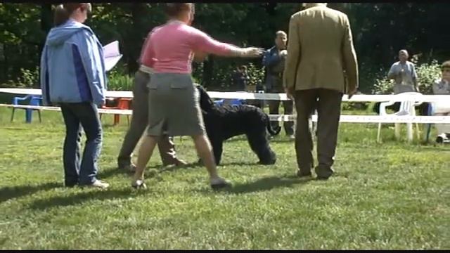 DogStatus.ru: День ризеншнауцера-2010