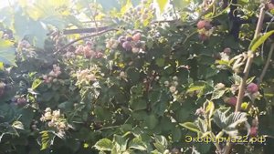 Ежевикоподобная малина "Глен Кое"