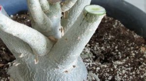 Обрезка, прививка адениума. Результат прививки и обрезки.