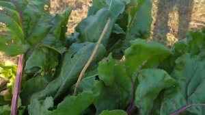 Мой огород. Свекла козам.