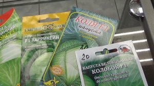 Капуста поздняя.