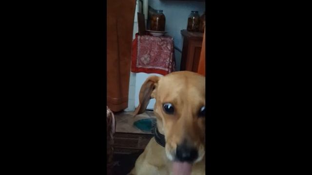 Собака чмокает колбаску / Funny dog eating sausage смотреть онлайн