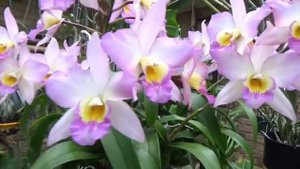 Iwanagara Appleblossom. МОЯ ПЕРВАЯ ОРХИДЕЯ ИВАНАГАРА Эппл Блоссом