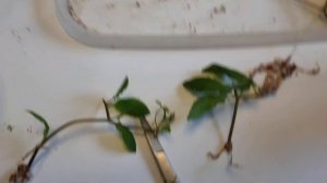 Кобея. Размножение черенками, мой опыт. Томилино