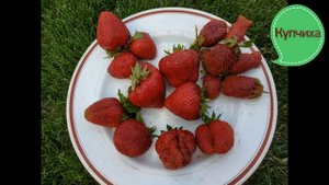 Самые сладкие, самые вкусные сорта  клубники в нашем саду.