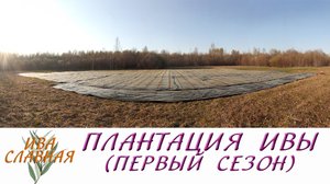 Ива Славная: Посадка плантации - 1 сезон (24.04.2023)