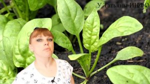 Что будет, если СВЕКЛУ и ЛУК посадить после таких культур... ???