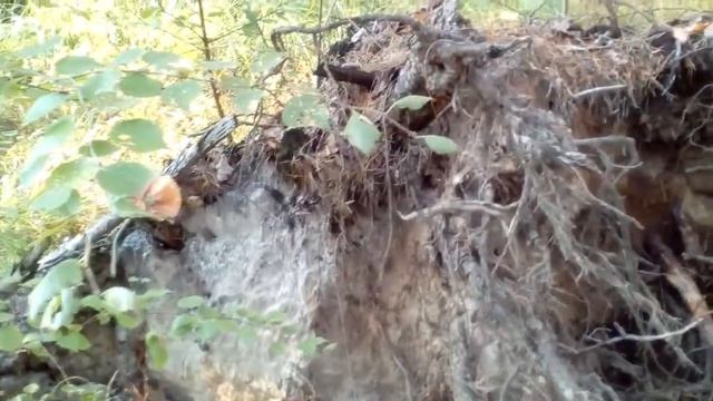 Водогон.Киев.2018 год. смотреть онлайн