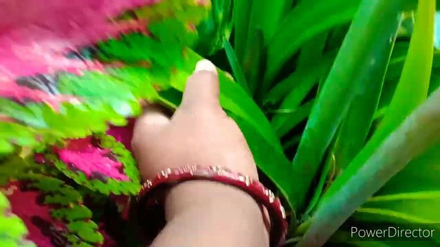 How to grow and care Amaryllis lily flower plant, смотреть онлайн