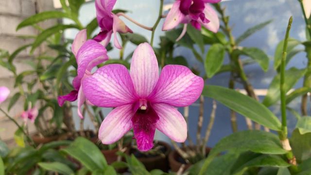 DENPHALS IN BLOOM & SPIKE | Dendrobium Orchids In Bloom & Spike | Dendrobium Phalaenopsis смотреть онлайн