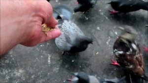 Стеснительный голубь редкой масти  (Shy rare-colouгed Pigeon)