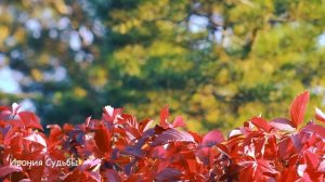 Спеша домой, чтобы сделать любимому сюрприз, она и подумать не могла что её ждет впереди...