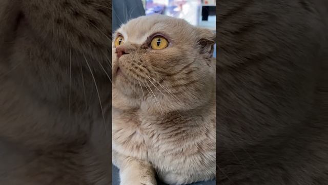 С мяутром?? #кот #кошки #юмор #животные #котики #коты #позитив #жизнь #стихи #поэзия