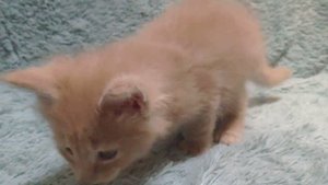 котенок мейн кун, мальчик, крем, Чемберлен