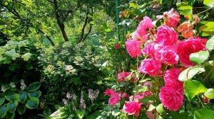 Цветы в июле.Мой маленький садик.Многолетники цветущие.Выдерживаю тень.