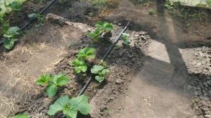 Пасынкование огурцов - как и для чего.