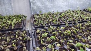 Евронеукор пеларгонии от Дюмен Оранж.??  Обзор ?