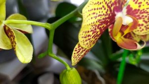 Чем подкормить орхидею? Чтобы хорошо цвела. Это есть в каждом доме.