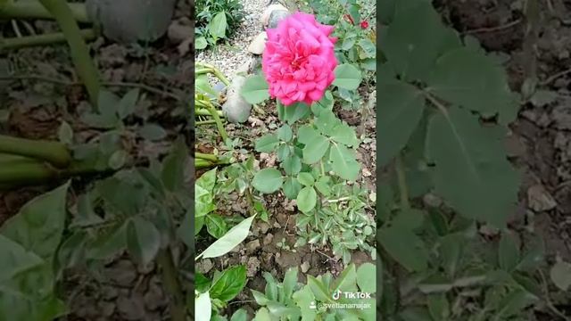 Роза из черенка (Big Purple rose, роза Биг Пёрпл)