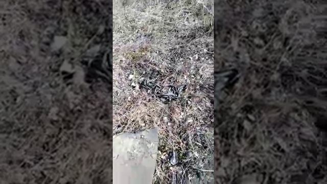 Змеи в Шатурском районе 04.2020 смотреть онлайн