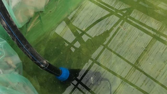 Как легко подключить насос для пруда и увеличить его производительность? практика Koiferma