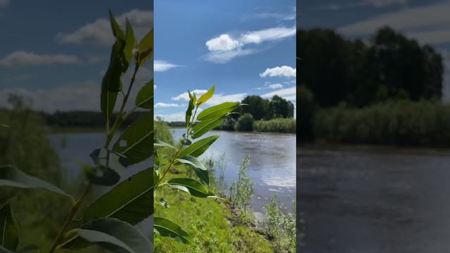 #nature #природа #summer #siberian #природасевера #forest #лес #river #река