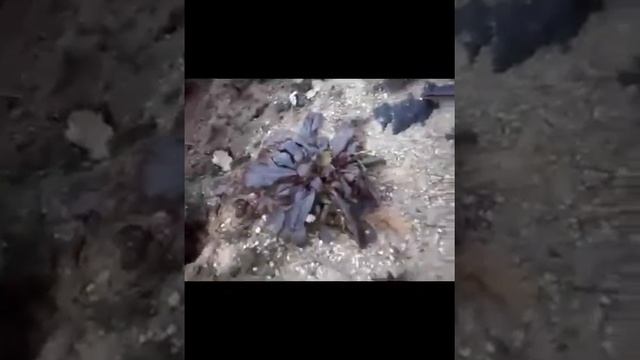 Рододендрон после зимы