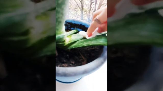 алоя смотреть онлайн