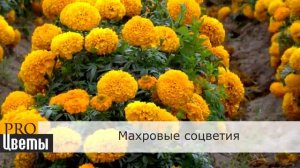 Бархатцы Тагетес  Описание, выращивание, посадка и уход  Программа PRO Цветы ПРО Цветы