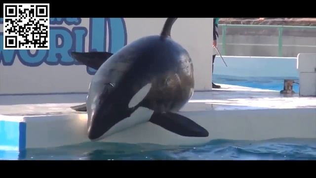 Китовая тюрьма или свободу морским животным! смотреть онлайн