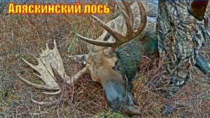 Аляскинский лось