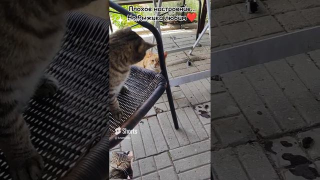 Наша Мамуся и ее верный друг Рыжик(бездомыши)