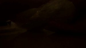 где и как купить муравьев?!