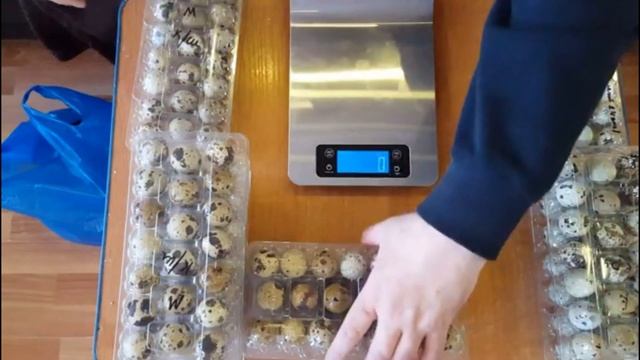 Элитное инкубационное яйцо перепела Техасский Бройлерный перепел, Фараон, Феникс из Европы.