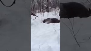Охота на медведя на берлоги, медведь поймал собаку.