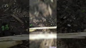 Плетение заборчика из камыша, декоративное ограждение вдоль тропинки ?