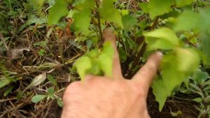 Деревце абрикоса, выращенное из косточки по системе В. Железова. 2 год жизни.