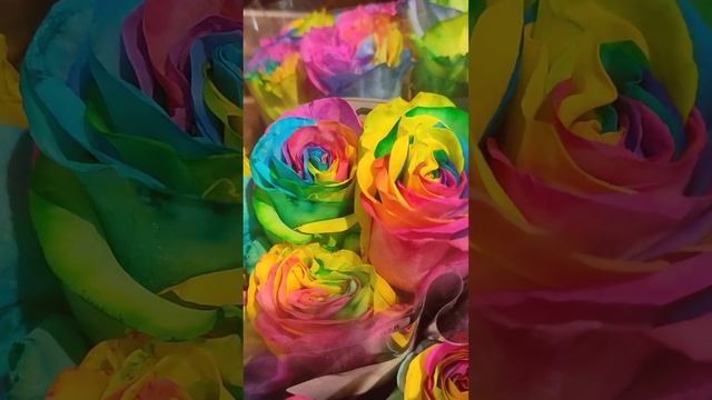 Радужные розы?Rainbow Roses #shorts