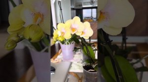 Younghome Walle orchid 🔥🌸😈👀